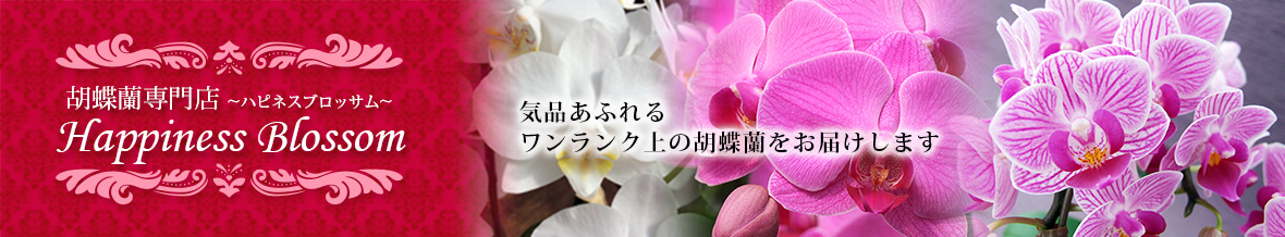 近江の胡蝶蘭 ハピネスブロッサム ヘッダー画像