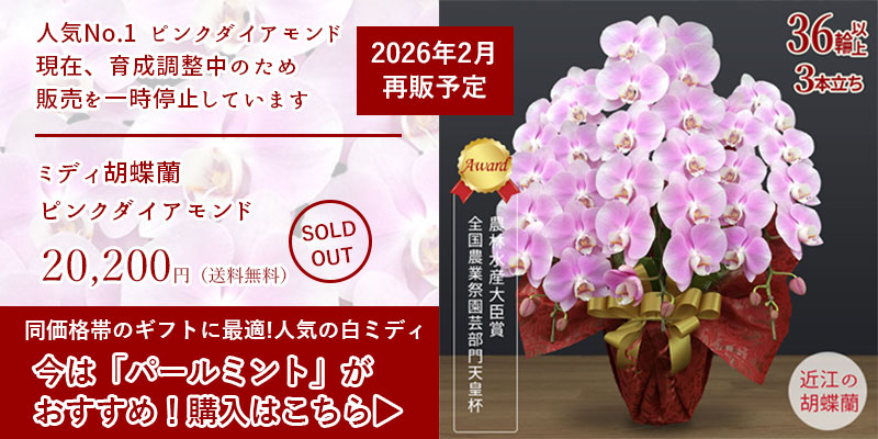 近江の胡蝶蘭 ハピネスブロッサム - Yahoo!ショッピング