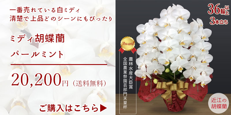 近江の胡蝶蘭 ハピネスブロッサム - Yahoo!ショッピング