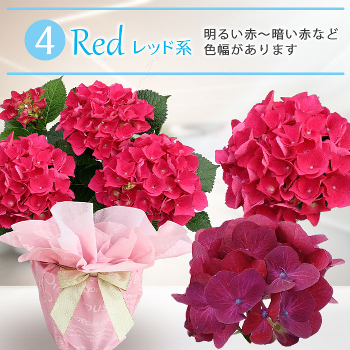 最短発送 鉢花 花 あじさい 選べる7種 4号 鉢植え 即納 送料無料