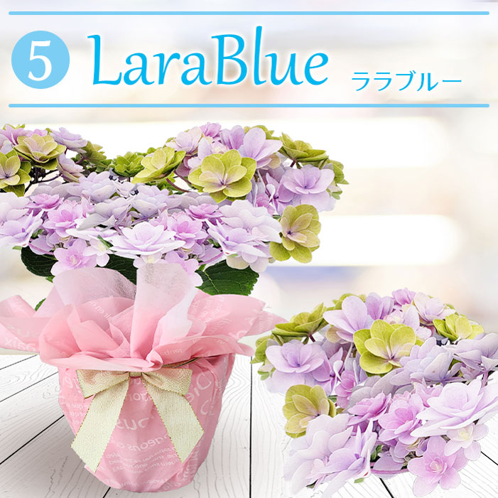 全国送料無料・イイ店 最短発送 鉢花 花 あじさい 選べる7種 4号 鉢植え 即納 送料無料 小物