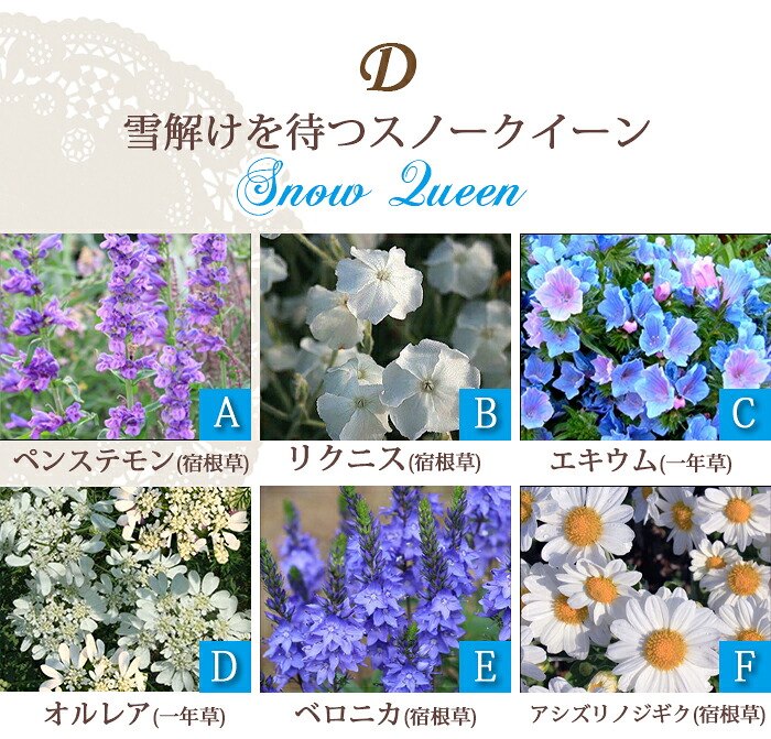 初心者安心！植えるだけで庭が完成 イングリッシュガーデン花苗6苗