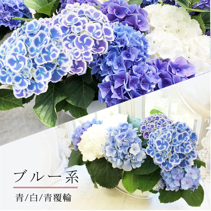 最短発送 母の日 遅れてごめんね 舟盛り 紫陽花 寄せ植え お届け中送料