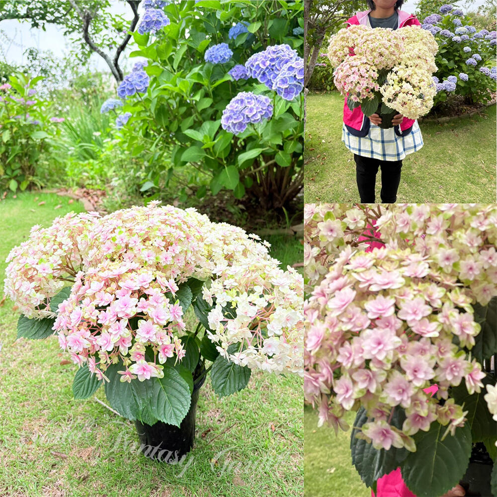 お花 鉢花 プレゼント 花 アンティーク 紫陽花 5号鉢 西洋紫陽花