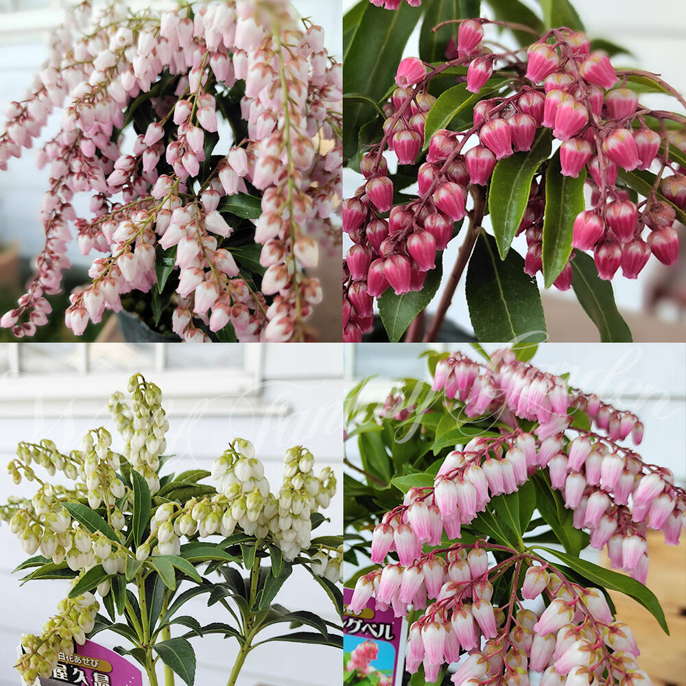 花苗 あせび 4種から選べる 1鉢 3〜3.5号 お届け中 Pieris