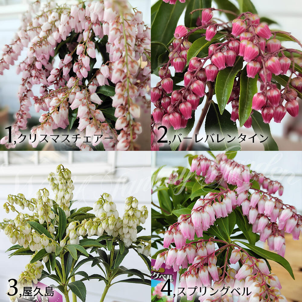 花苗 あせび 4種から選べる 1鉢 3〜3.5号 お届け中 Pieris