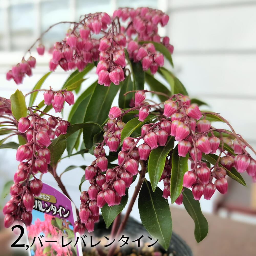 花苗 あせび 4種から選べる 1鉢 3〜3.5号 お届け中 Pieris japonica 馬酔木 アセボ アセビツツジ 庭木 花木 低木 常緑性  秋苗 濃紅花 苗木 夏 花の苗 9月