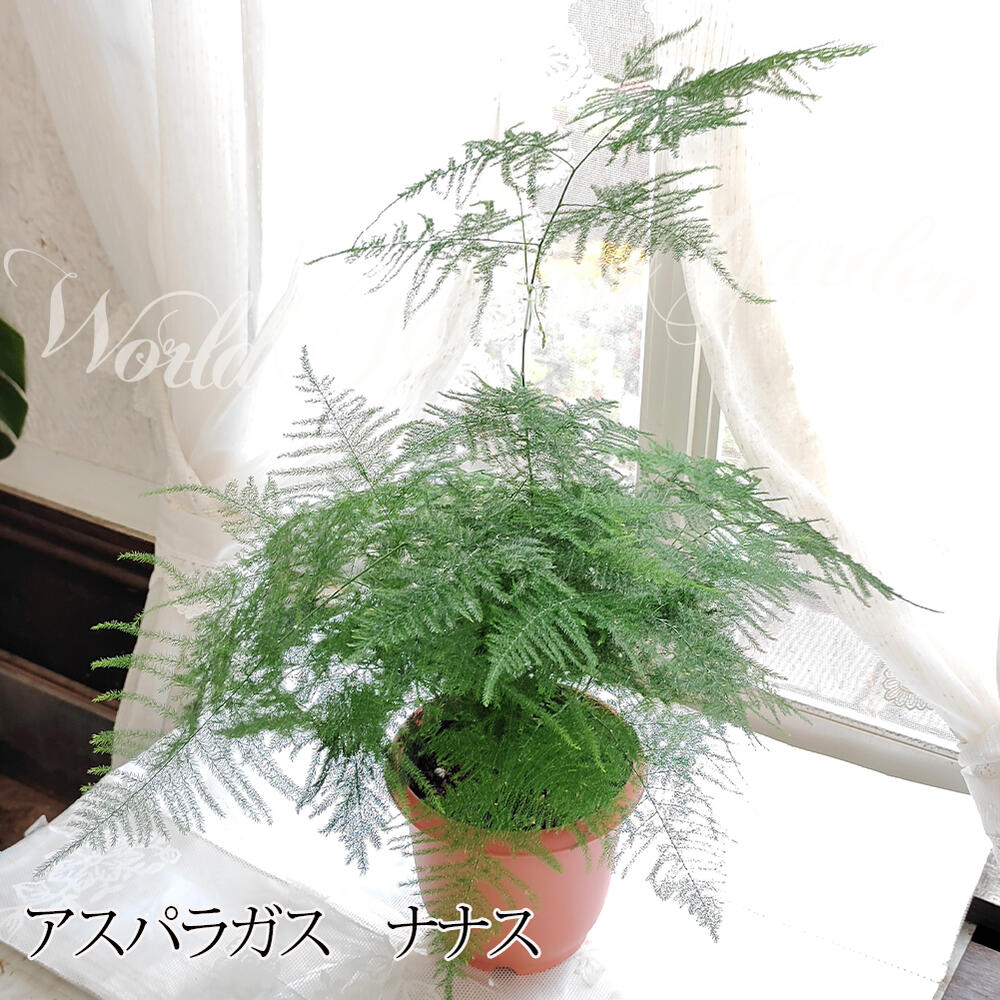 観葉植物 アスパラガス 3種より選べる 5号 お取り寄せ商品 地域限定