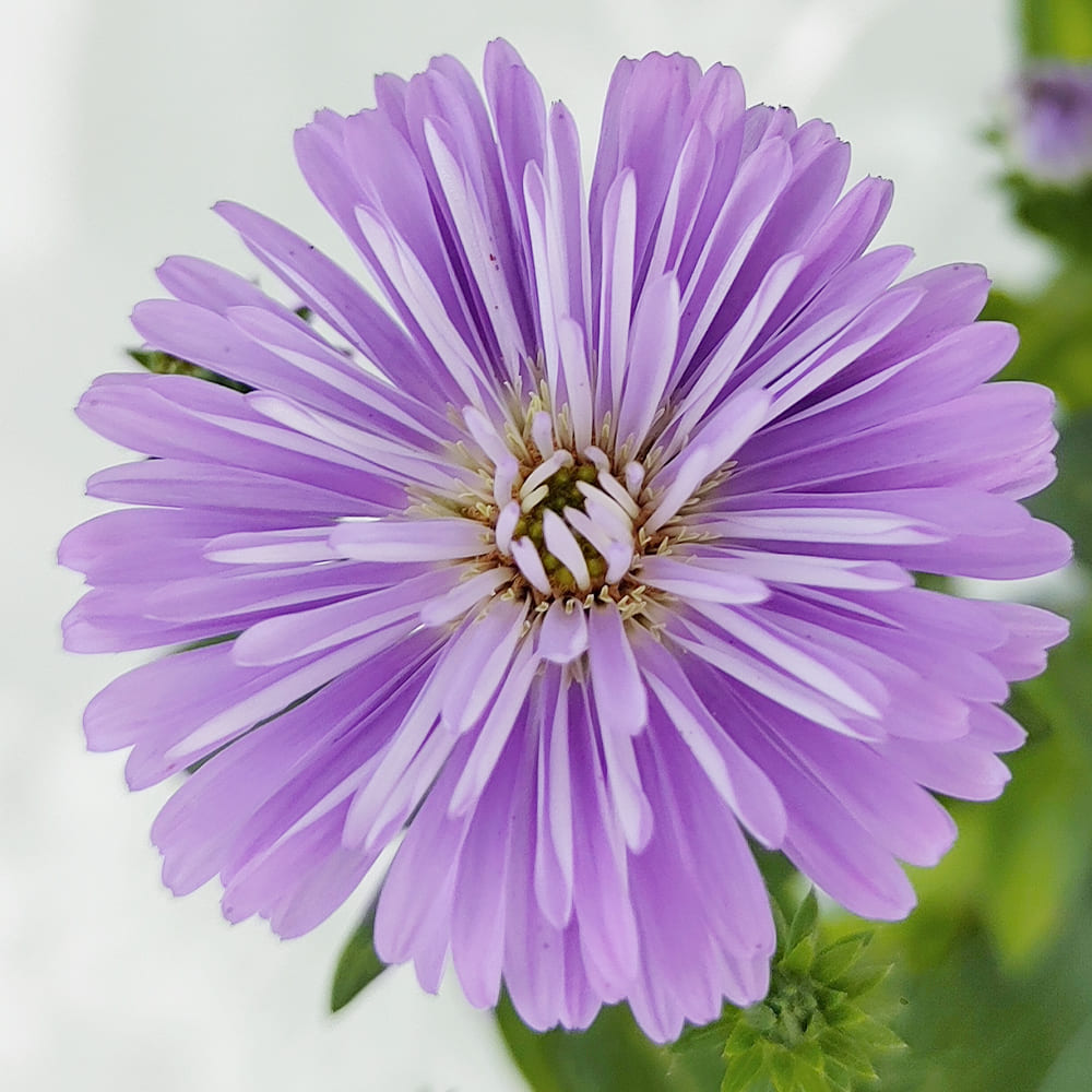 花苗 アスター ビクトリア 花無し 3種から選べる 1鉢 3〜3.5号 お届け中 Aster Victoria 孔雀アスター アスタ クジャクアスター  宿根草 多年草 宿根アスター