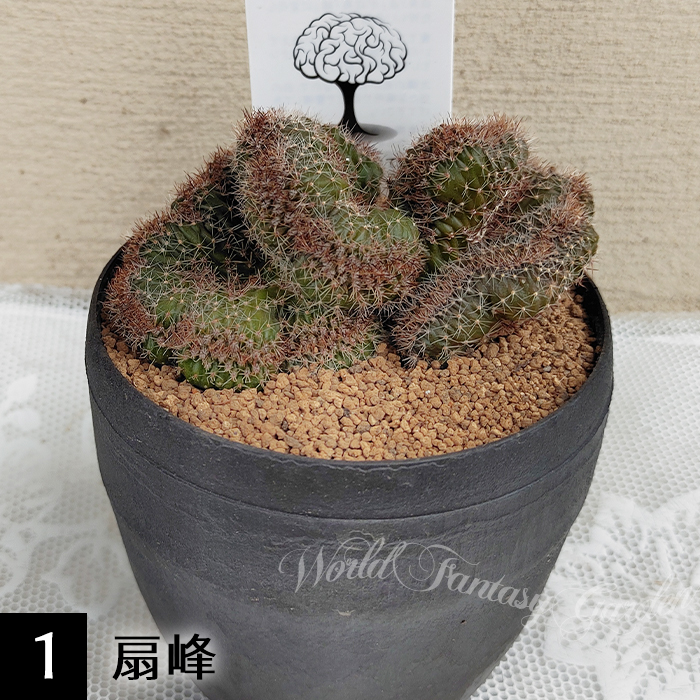 観葉植物 脳みそ サボテン ブレインカクタス 選べる種類 3.5号 硬質鉢