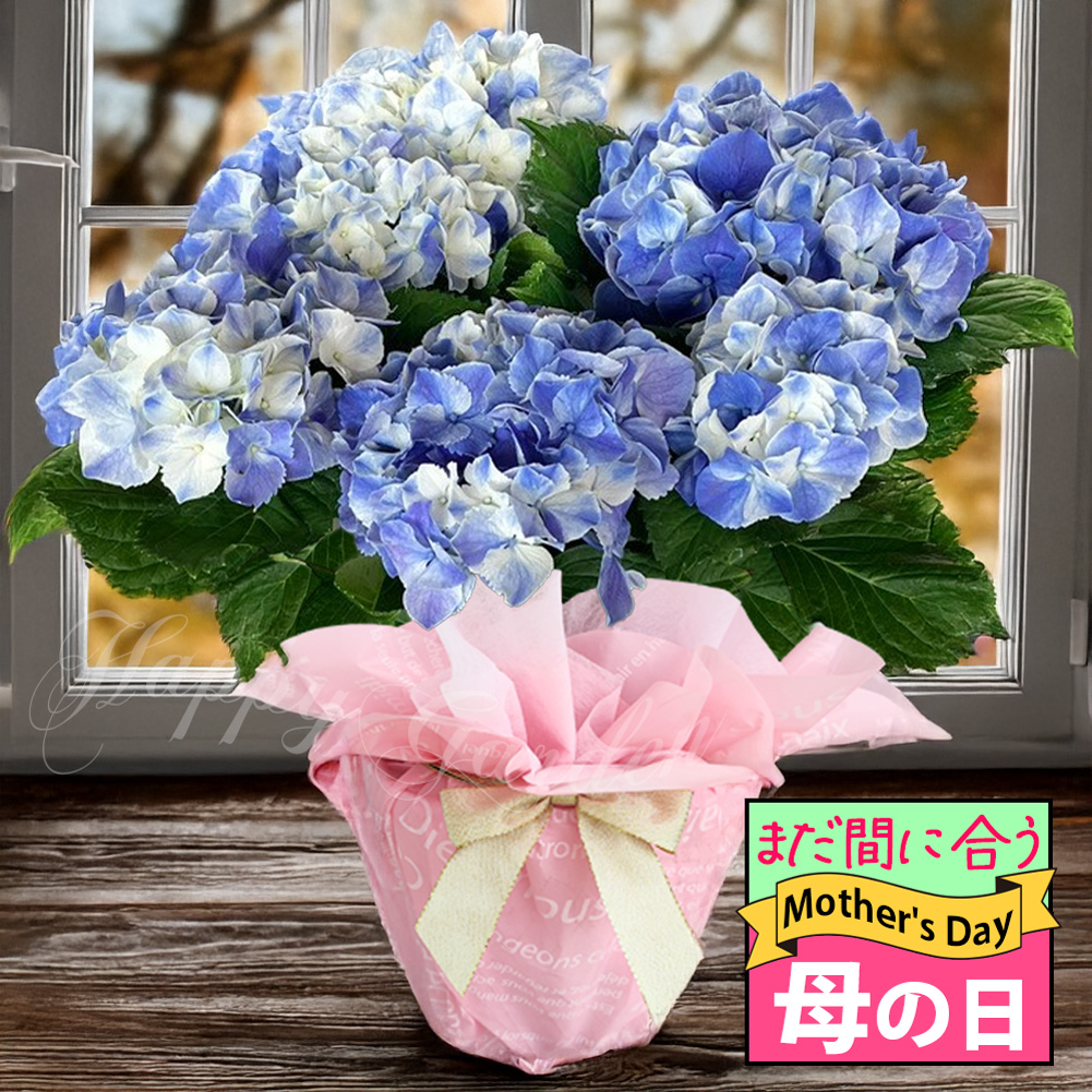 遅れてごめんね 母の日 鉢花 プレゼント 花 紫陽花 フェアリー