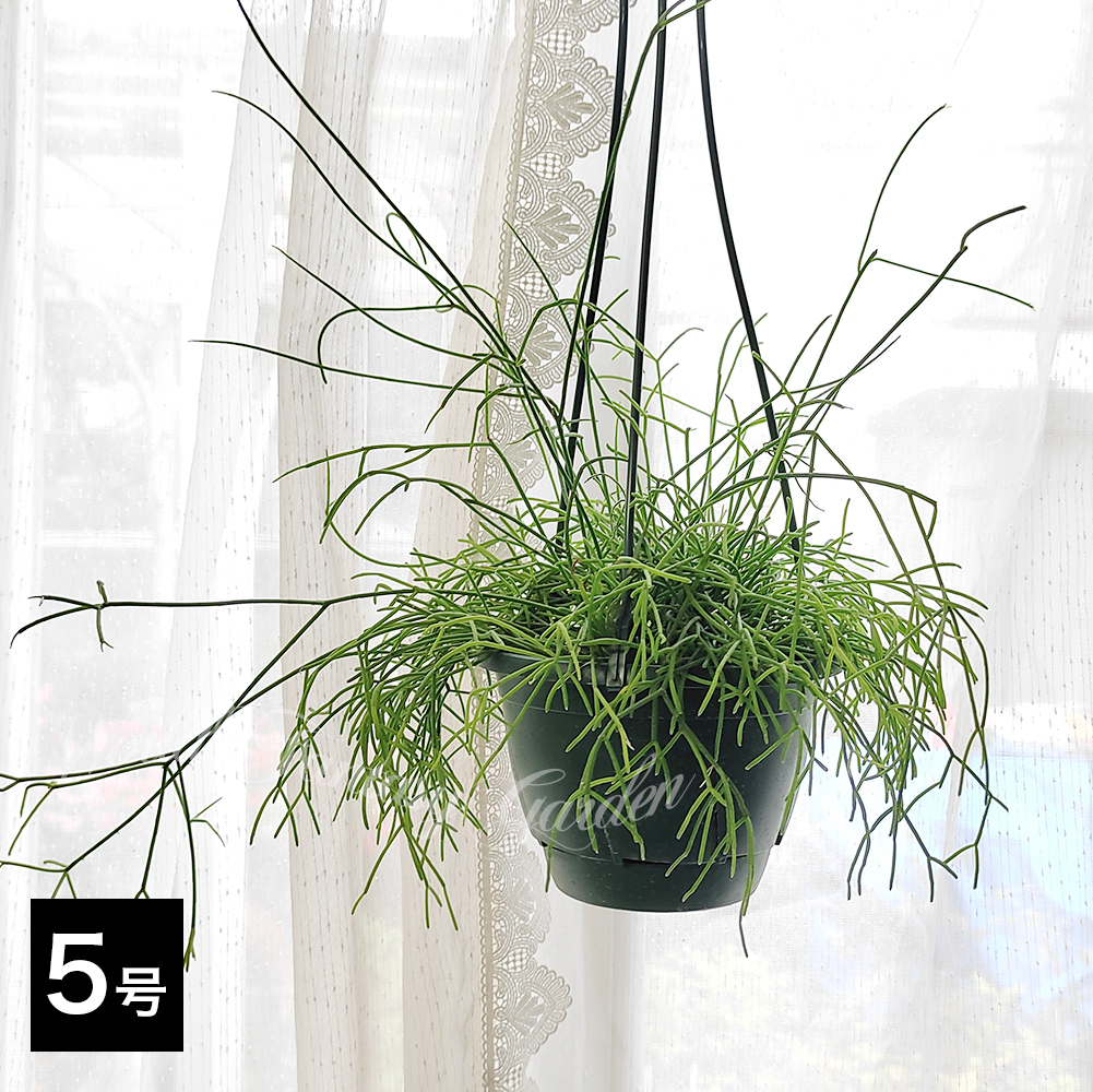 リプサリス　ハンキング リプサリス（ハンギング）Plants | hues design online store
