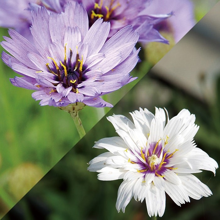 花苗 カタナンケ 白花 青花 2種より選択 1鉢3 5号catananche Amor Bliue Amor Alba アモールブルー アモールアルバ 花苗 宿根草 苗 耐寒性 Ne Kny18catananche2v Happygarden 通販 Yahoo ショッピング