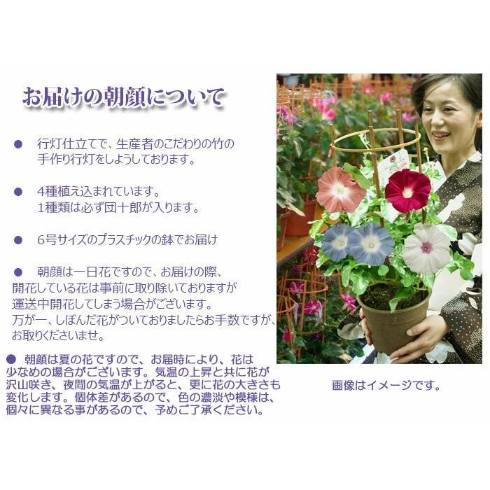 朝顔 鉢（生花）の商品一覧 花、ガーデニング 通販 