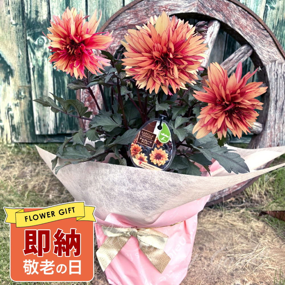 即納 最短発送 敬老の日 遅れてごめんね ギフト 花 八重咲き 新商品