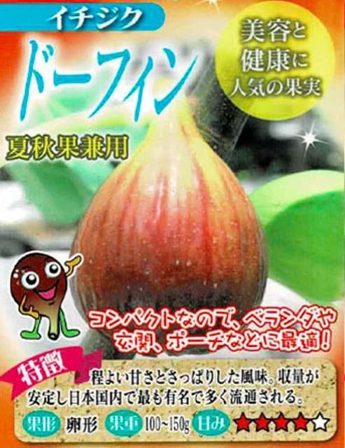夏 ギフト 果樹 プレゼント 日本に唯一 一文字仕立て イチジク コンテナ植え 鉢植え お届け中 いちじく ハッピーガーデン fd2025 | ブランド登録なし | 03