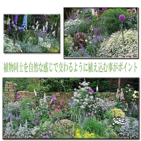 花苗 ジキタリス 12種より選択 1鉢3 5号 お届け中 Digitalis ジギタリス 花苗 耐寒性 2年草 草丈高 イングリッシュガーデン 庭植え 花壇 アプリコット Ne Fmy07digitalis Apricot1p Happygarden 通販 Yahoo ショッピング