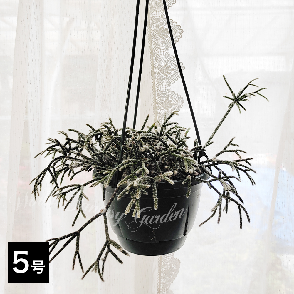 多肉植物 リプサリス（観葉植物） | 花、ガーデニング のおすすめ人気