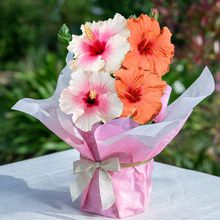 遅れてごめんね母の日 花 プレゼント 珍しい 鉢植えハイビスカス ロングライフ2色植え 選べる6種1...