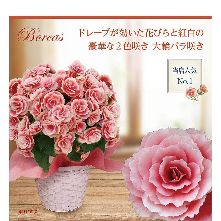 鉢花 ギフト 大輪 薔薇咲き リーガース ベゴニア 5号 13種 お届け中 地域限定送料無料 花 鉢植え 冬 誕生日 おしゃれ 22w Ha Ksn12begonia5s Happygarden 通販 Yahoo ショッピング