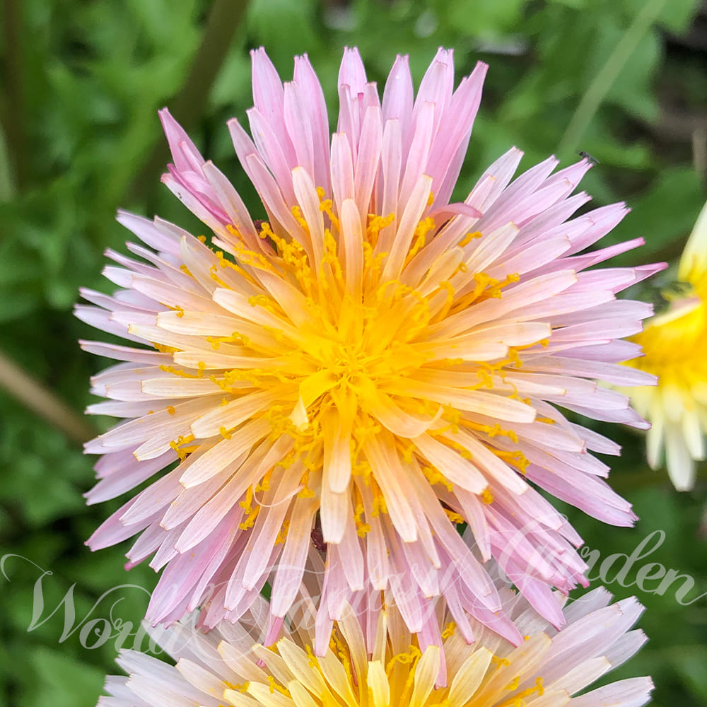 花苗 春 苗 緋紅たんぽぽ 1鉢 3.5号 お届け中 Taraxacum pseudoroseum