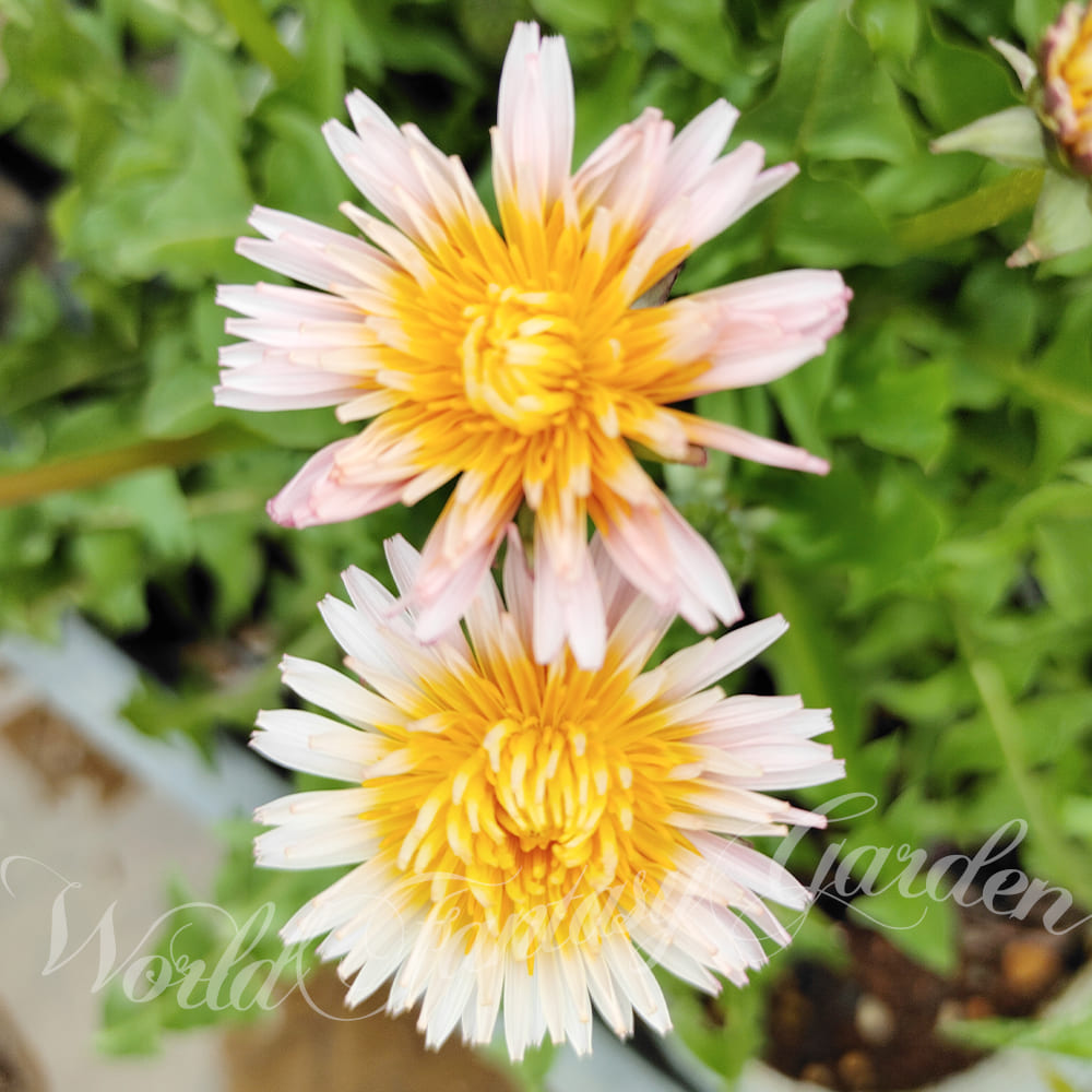 花苗 春 苗 緋紅たんぽぽ 1鉢 3.5号 お届け中 Taraxacum pseudoroseum