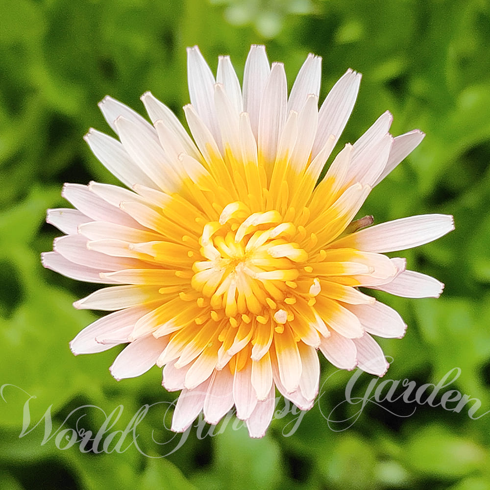 花苗 春 苗 緋紅たんぽぽ 1鉢 3.5号 お届け中 Taraxacum pseudoroseum