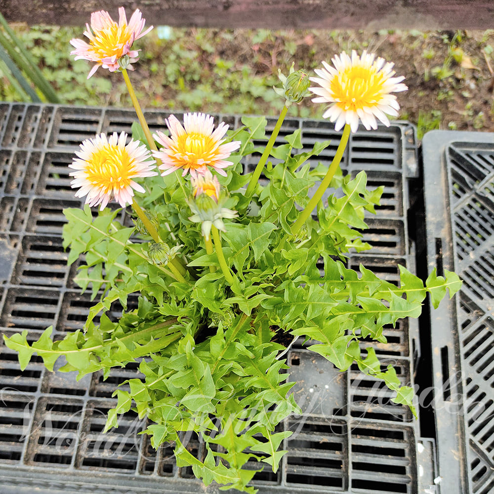 花苗 春 苗 緋紅たんぽぽ 1鉢 3.5号 お届け中 Taraxacum pseudoroseum