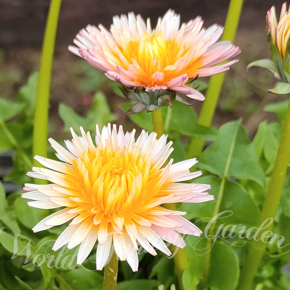 花苗 春 苗 緋紅たんぽぽ 1鉢 3.5号 お届け中 Taraxacum pseudoroseum