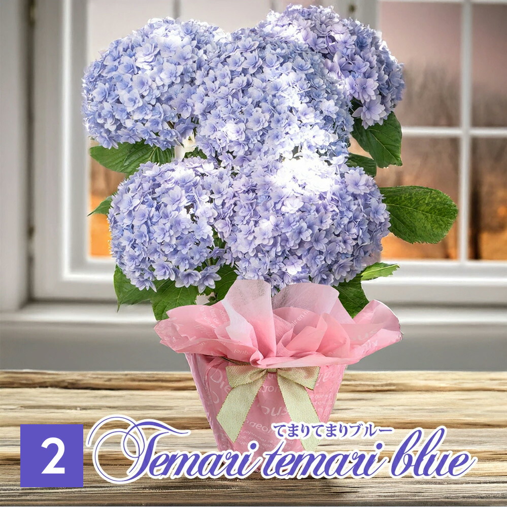 母の日 遅れてごめんね お花 鉢花 プレゼント 花 紫陽花 5号鉢 西洋