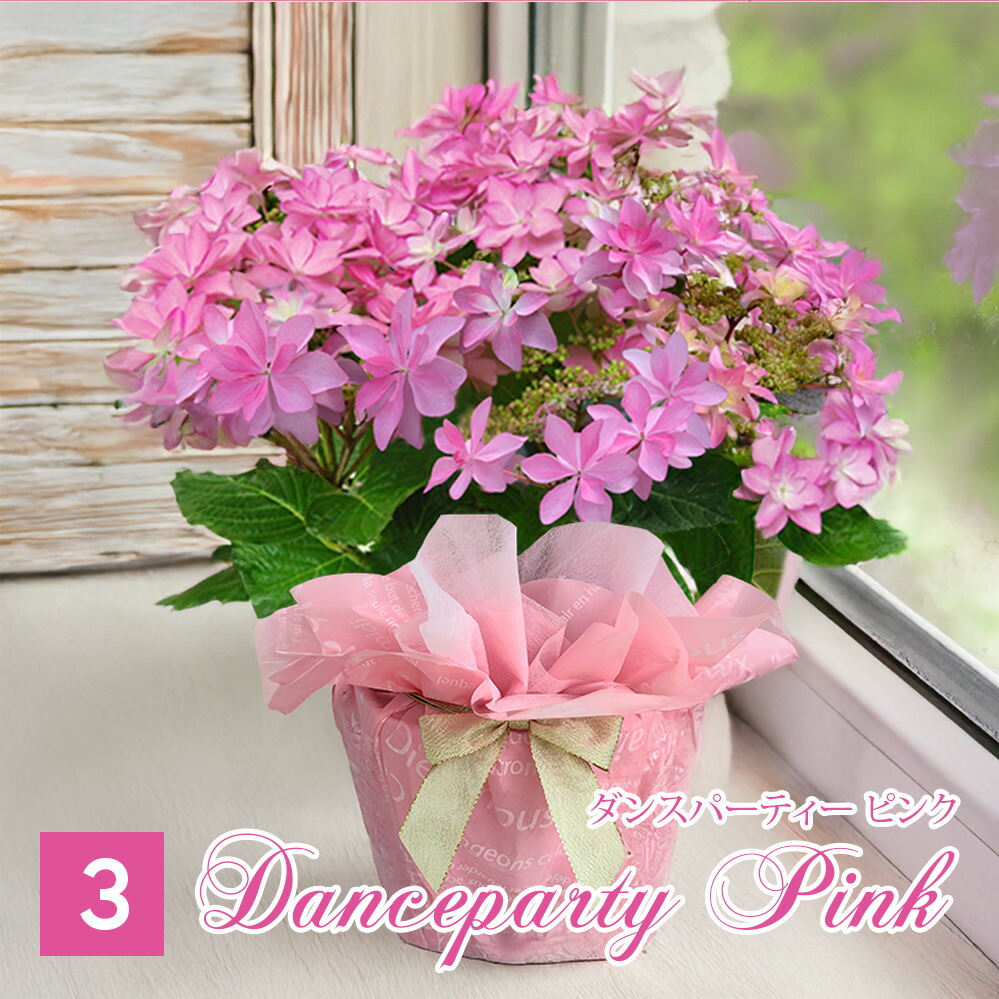 最短発送 母の日 遅れてごめんね お花 鉢花 プレゼント 花 紫陽花 5号