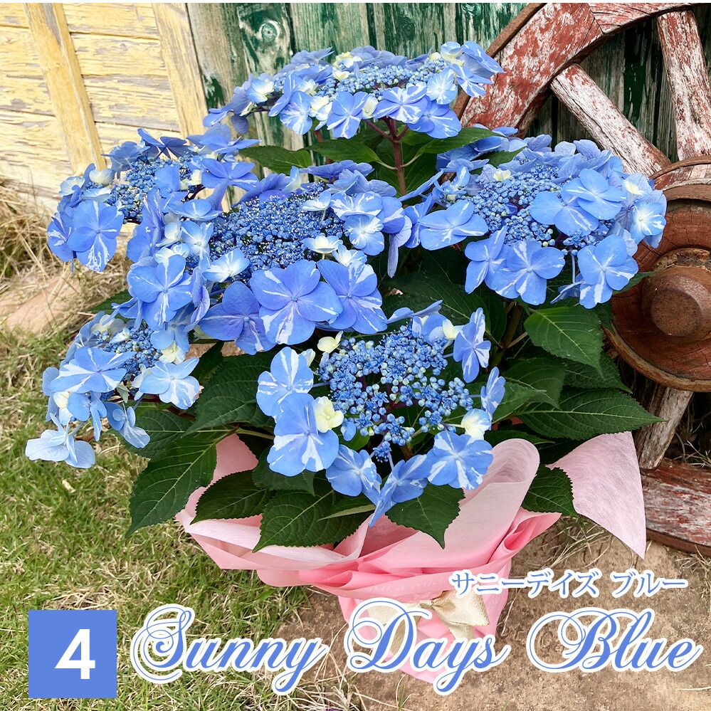 母の日 遅れてごめんね お花 鉢花 プレゼント 花 紫陽花 5号鉢 西洋