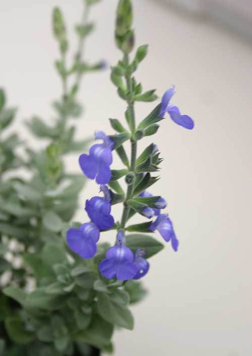 毎日続々入荷毎日続々入荷花苗 春 ジャーマンダー セージ 1鉢 3号〜3.5号 お届け中 Salvia Chamaedryoides 多年草 青花  寄せ植え カラーリーフ 花の苗 2022AKI 2023春 花
