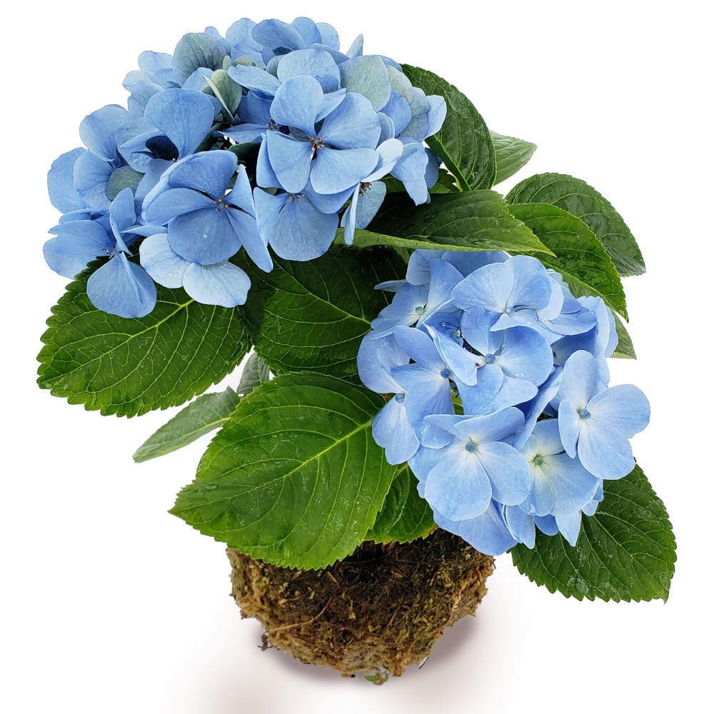 最短発送 母の日 ギフト 花 珍しい 苔玉 あじさい 1株 受け皿付き 即納