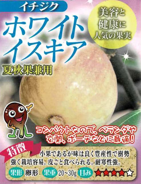 夏 ギフト 果樹 プレゼント 日本に唯一 一文字仕立て イチジク コンテナ植え 鉢植え お届け中 いちじく ハッピーガーデン fd2025 | ブランド登録なし | 02