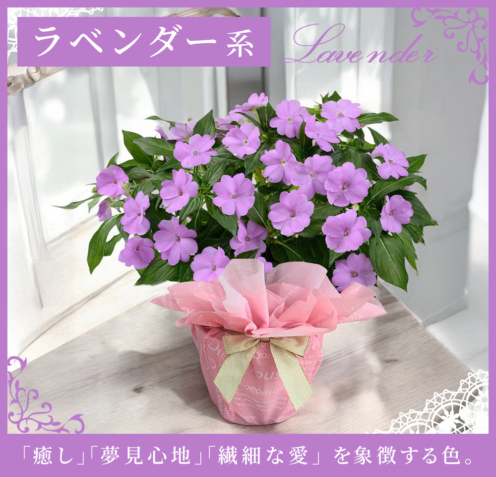 遅れてごめんね 母の日 ギフト 花 プレゼント サマーインパチェンス