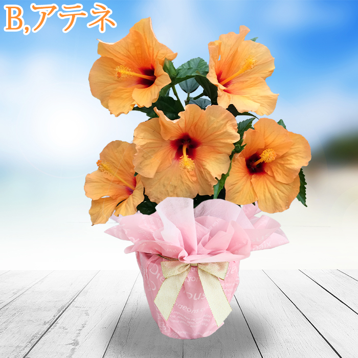 遅れてごめんね母の日 花 プレゼント 珍しい 鉢植えインドア ハイスカス サニーシリーズ鉢植え1鉢5...