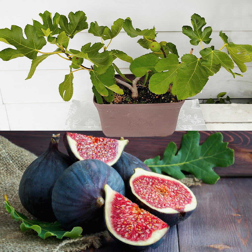 敬老の日 ギフト 果樹 プレゼント 日本に唯一 一文字仕立て イチジク