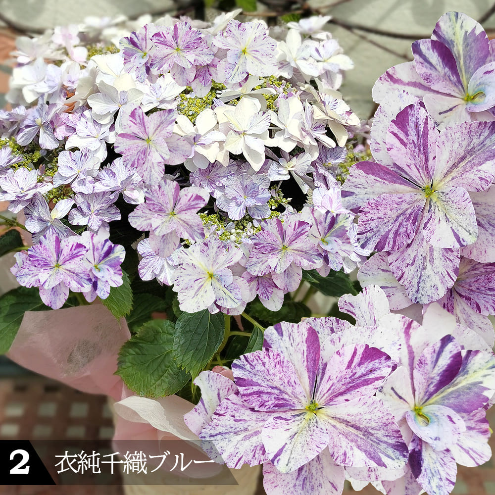 最短発送 母の日 遅れてごめんね プレゼント 花 ギフト 珍しい 絞り柄
