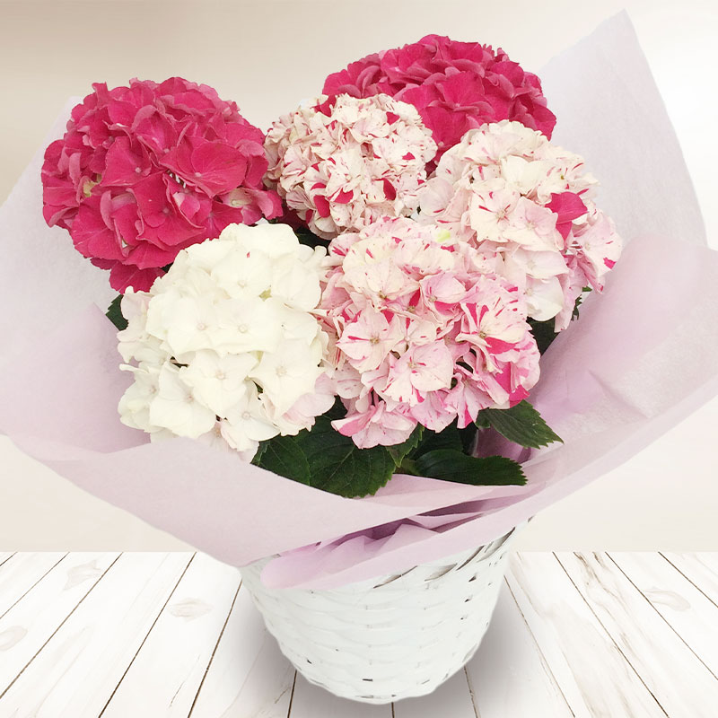 も*子様 【訳あり品】　アジサイ　育成用株　4寸1種11鉢　紫陽花 数量限定】紫陽花 あじさい タイニーガール 青 4.5号鉢 鉢植え