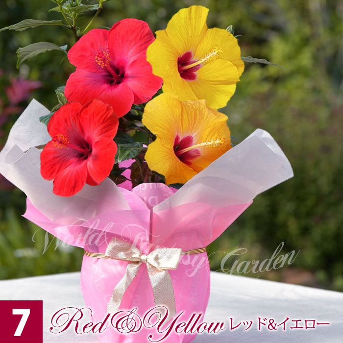 遅れてごめんね 敬老の日 花 ギフト ハイビスカス ロングライフ 2色