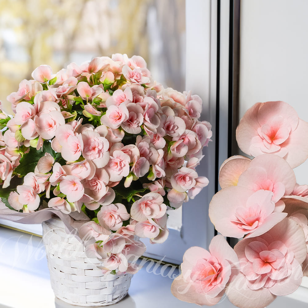 れてごめんね母の日 鉢花 ギフト 花 鉢植え 変わり咲き 八重咲き ベゴニア5号　選べる7種 5号 最短発送 地域限定送料無料 プレゼント 花 mom2024｜happy-garden｜07