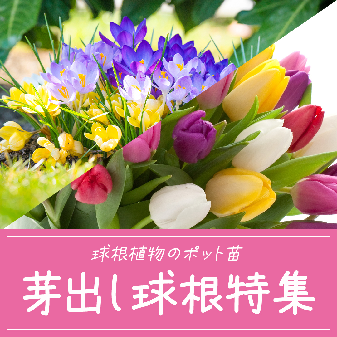 ハッピーガーデン/HappyGarden【Yahoo!ショッピング店】