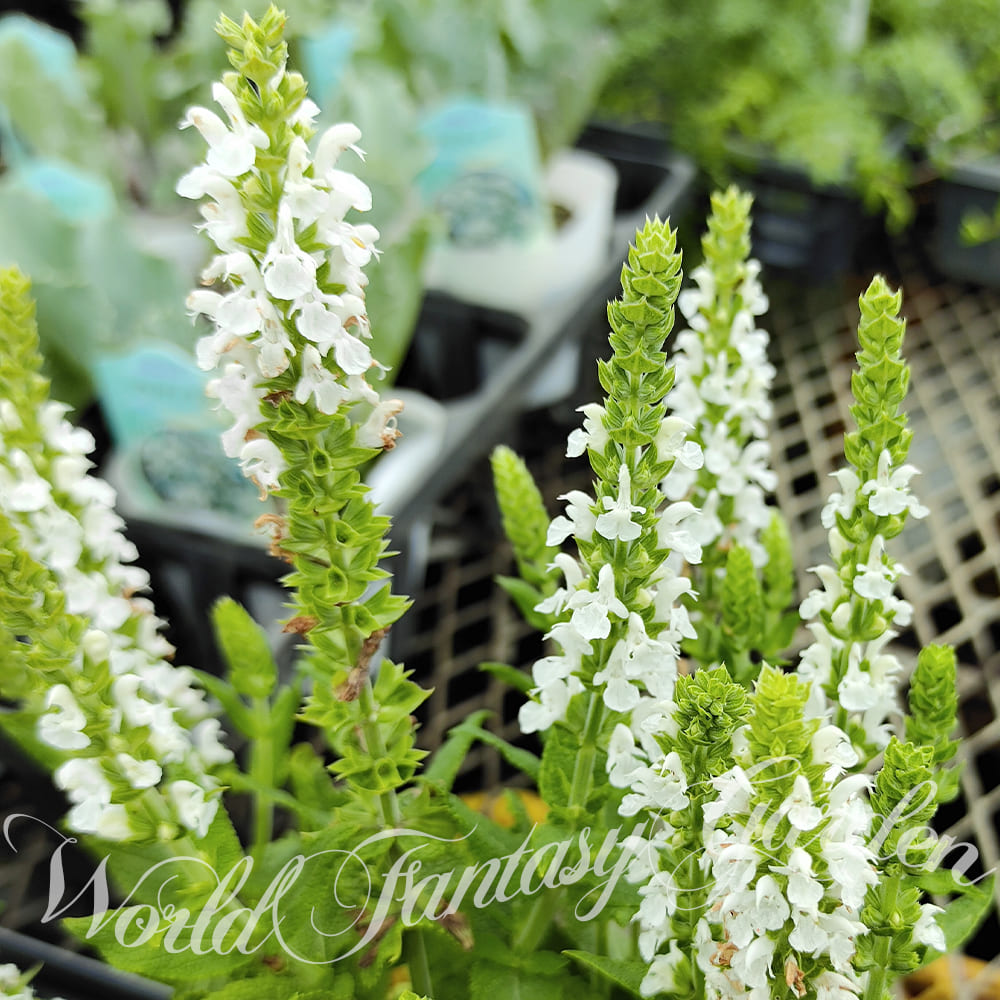 １着でも送料無料 ハゲイトウ 苗 2621 赤葉 夏 秋の花壇苗