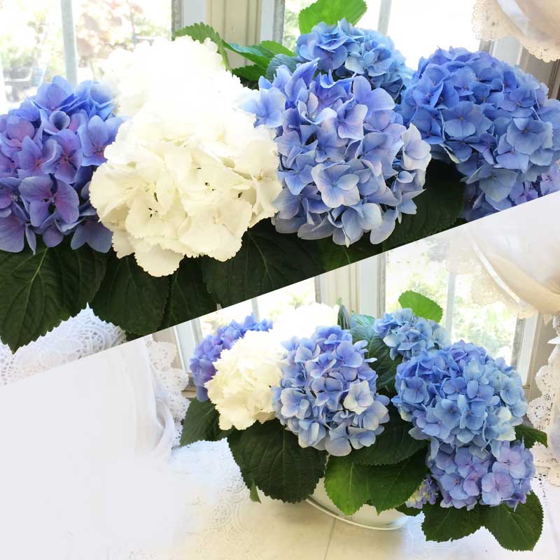 最短発送 母の日 遅れてごめんね 紫陽花 寄せ植え 3色 鉢花 あじさい
