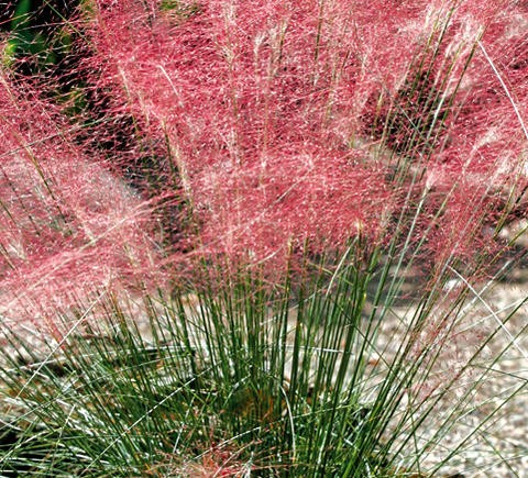 花苗 ムーレンベルギア カピラリス 1鉢3号 ロング お届け中 Muhlenbergia Capillaris ミューレンベルギア カピラリス 多年草 花苗 秋 ガーデニング 花 Ne Fmy12muhlenbergiacapillaris1p Happygarden 通販 Yahoo ショッピング
