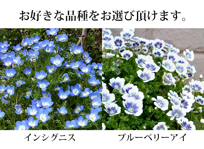 花苗 春苗 ネモフィラ 2種から選べる 1鉢 3〜3.5号 お届け中 Nemophila