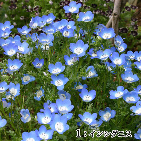 花苗 春苗 ネモフィラ 2種から選べる 1鉢 3〜3.5号 お届け中 Nemophila