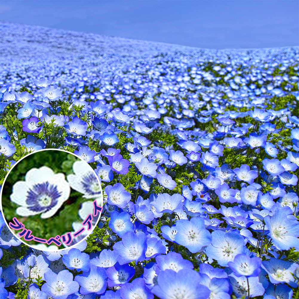 花苗 春苗 ネモフィラ 2種から選べる 1鉢 3〜3.5号 お届け中 Nemophila