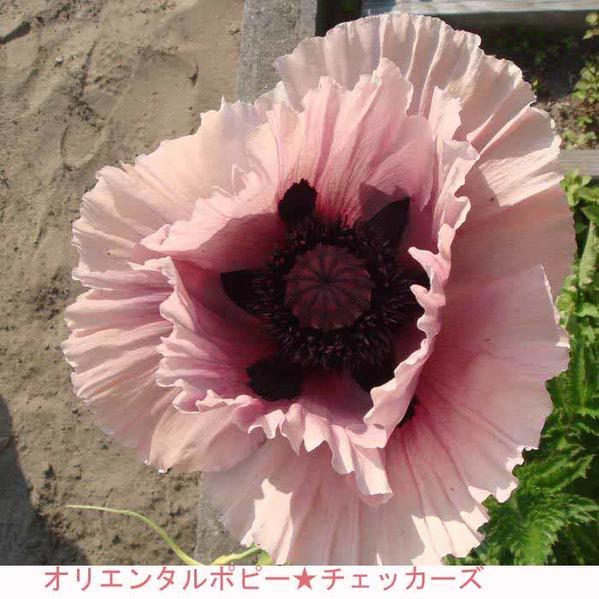 花苗 オリエンタルポピー 2種より選択 1鉢3 5号 Papaver Orientale Ne Fmy12oriental Poppy1p Happygarden 通販 Yahoo ショッピング